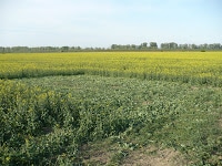P1120367 Miere Săbăduș