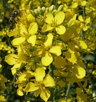Caldurile din 2012 afecteaza Rapita si Salcamul. 1 Miere Săbăduș albinarapita2012 Miere Săbăduș
