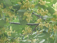P1130897 Miere Săbăduș