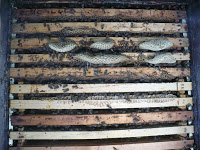 Natura si produsele ei naturale, vindeca orice boala ! 2 Miere Săbăduș P1130633 Miere Săbăduș