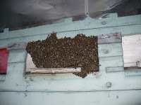 Plecarea de pe vechea locatie, de la Tei. 1 Miere Săbăduș P1140264 Miere Săbăduș