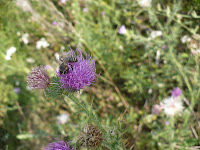 P1140530 Miere Săbăduș