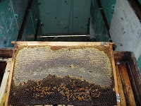 Ultima zi si cea mai lunga. 2 Miere Săbăduș P1150697 Miere Săbăduș