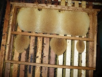 Ultima zi si cea mai lunga. 1 Miere Săbăduș P1150716 Miere Săbăduș