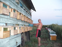 Polenul de toamna. 1 Miere Săbăduș P1160231 Miere Săbăduș