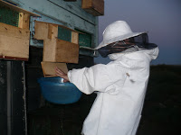 Polenul de toamna. 2 Miere Săbăduș P1160237 Miere Săbăduș