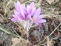 P1180586 Miere Săbăduș