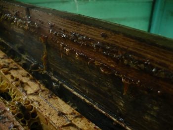 Am inceput razuirea propolisului de pe lazi 1 Miere Săbăduș propolis Miere Săbăduș