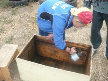 Am inceput razuirea propolisului de pe lazi 2 Miere Săbăduș propolis2 Miere Săbăduș