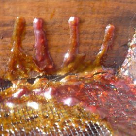 Ce trebuie sa stim despre Propolis? 1 Miere Săbăduș Propolis