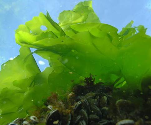 Sanatate Naturala - Mierea cu alge 5 Miere Săbăduș chlorella_vulgaris_