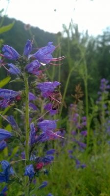28 de zile de asteptare 2 Miere Săbăduș WP_20150630_17_42_15_Pro