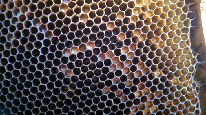 Pastura, sau un fals din miere si polen ? 2 Miere Săbăduș pastura 01 Miere Săbăduș