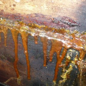 Propolis