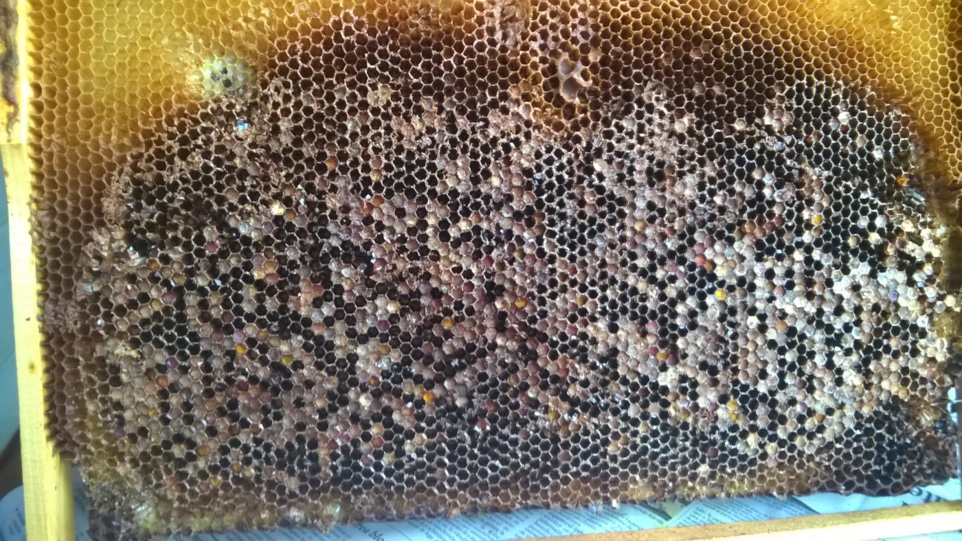 Pastura, sau un fals din miere si polen ? 1 Miere Săbăduș rama cu pastura