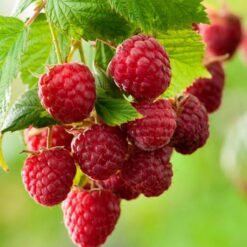 Fructe de Zmeura - mieresabadus.ro