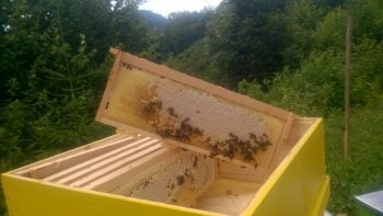 miere de mana si zmeura Miere Săbăduș
