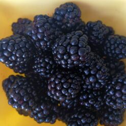 Mure proaspete pentru Siropul de Mure cu miere - mieresabadus.ro