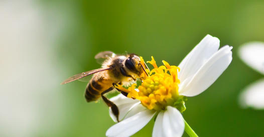 142555515 23846440987320442 553139046096475844 n Miere Săbăduș
