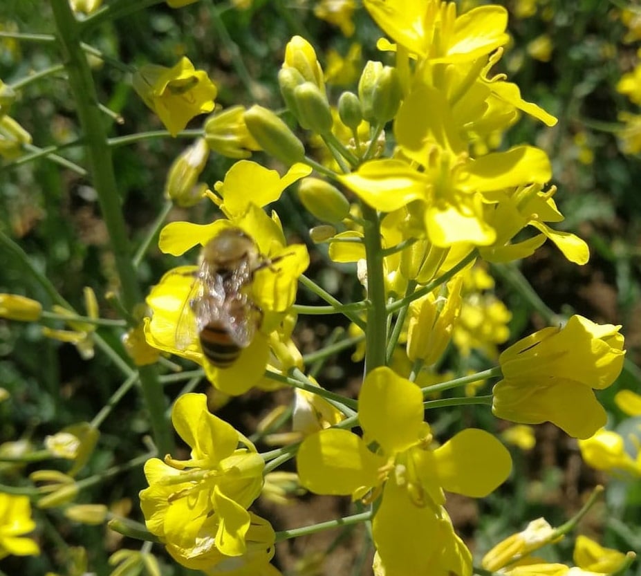 184244093 3994446050601168 6852227371590628008 n Miere Săbăduș