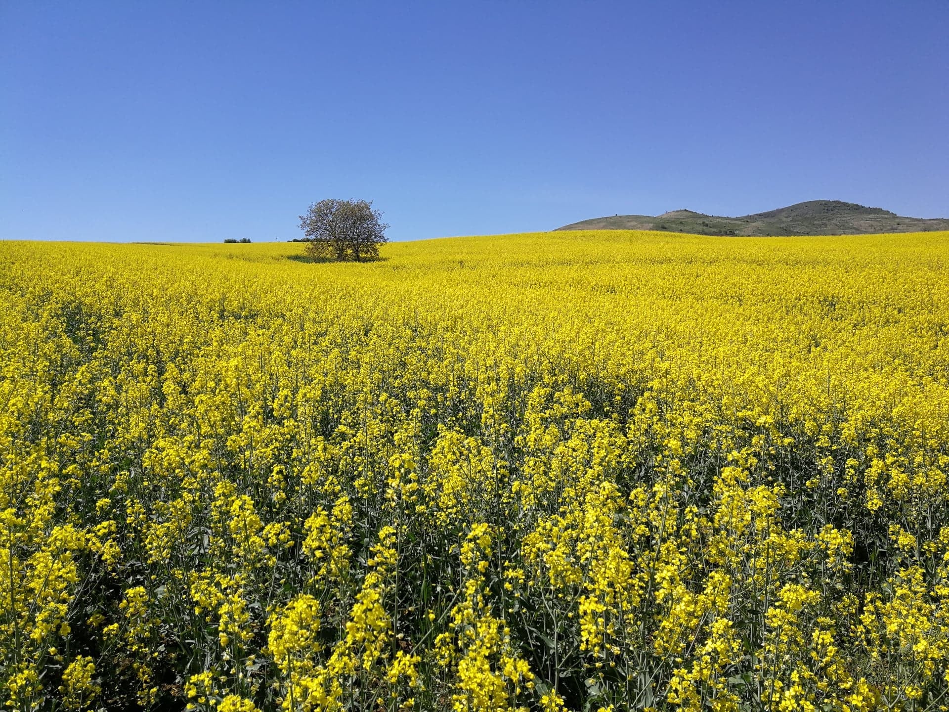 184244096 3994444103934696 8617554164069266262 n Miere Săbăduș