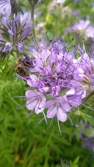 215886293 351564866559864 4109252124523395184 n Miere Săbăduș