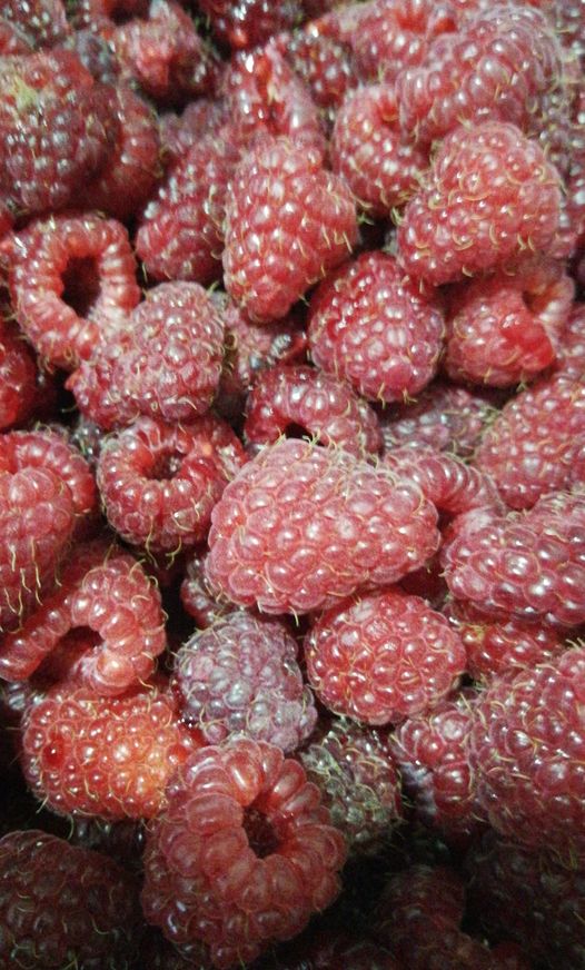 242174298 4379510955428007 48782629516296248 n Miere Săbăduș